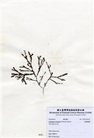 藏品(叉開網翼藻)的圖片